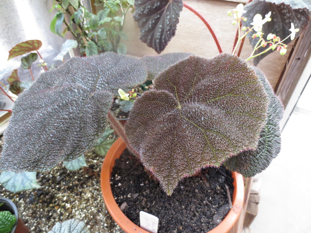 B. ‘Chocolate Brittle’